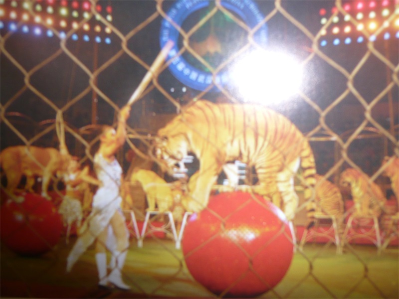 安徽明星大马戏团-杜华珍-《驯虎》（2002年、武汉）