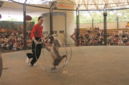 《猴子滚筒 》（武汉）