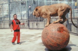 狮子滚铁球