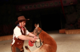 《驯袋鼠》